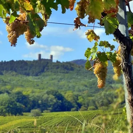 Appartement Cocon Alsacien Sur La Route Des Vins *