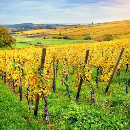 Cocon Alsacien Sur La Route Des Vins Barr